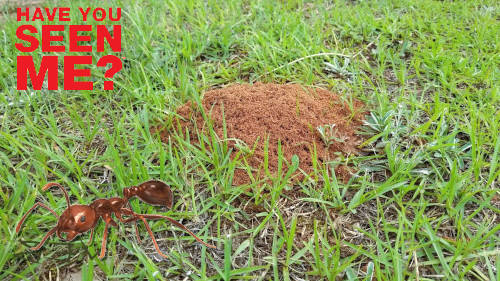 Fire Ant Exterminator The Woodlands