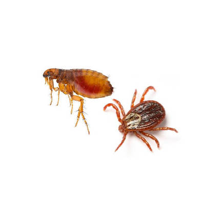 Local Flea and Tick Pest Control