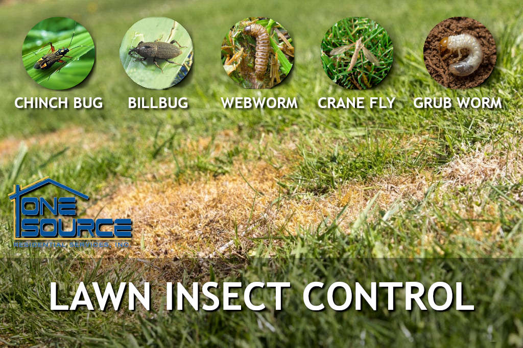 Lawn Insect Control