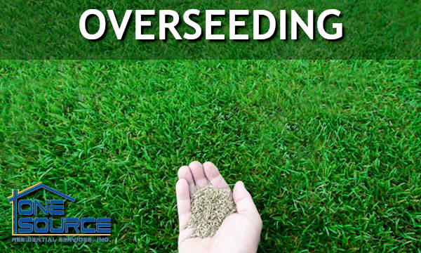 Lawn Overseeding