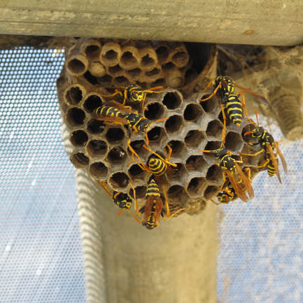 Local Wasp Control Services