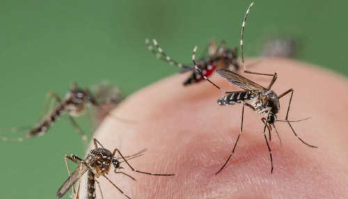 Pest Control Mosquitos