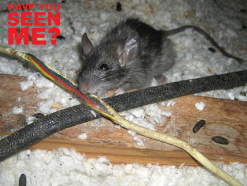Mouse Pest Control