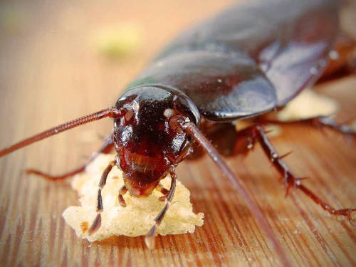 Roach Pest Control Services