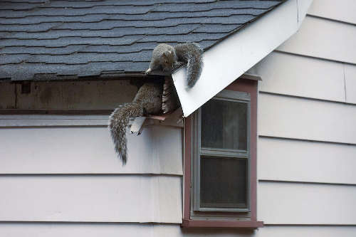 Squirrel Pest Control