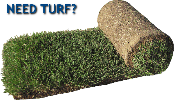 Turf Grass The Woodlands