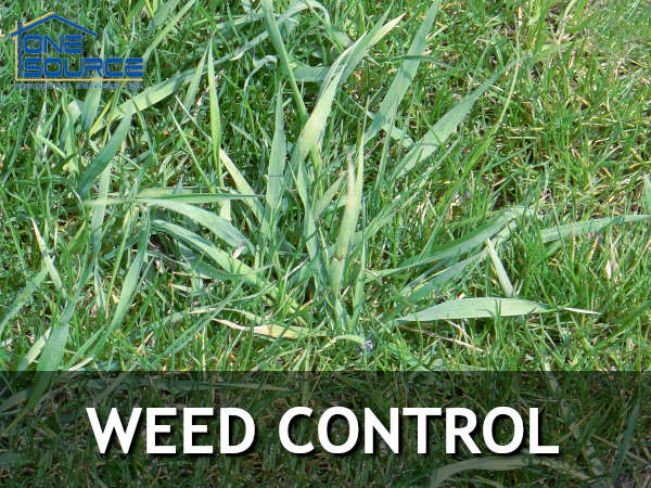 Local Weed Control Services