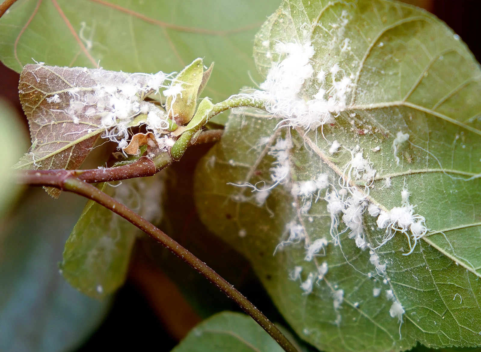 Winter Plant Care