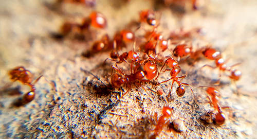 Woodlands Fire Ants